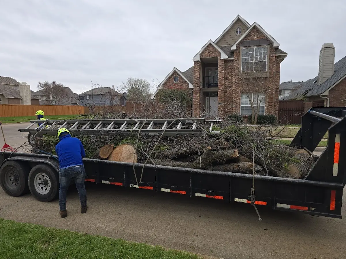 Expert Tree Removal with proper safety equipment in Sheridan